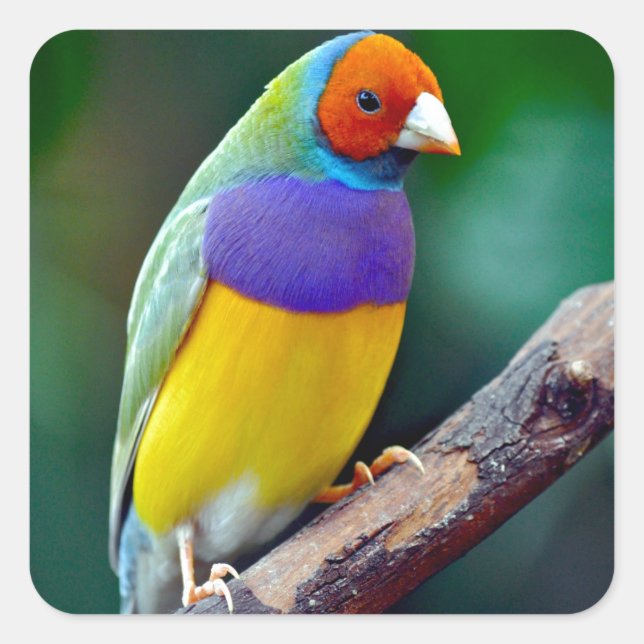 Colorful gouldian finch square sticker (Front)