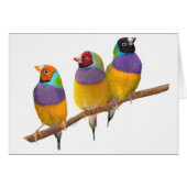 Colorful Gouldian Finches in Pastels (Front Horizontal)