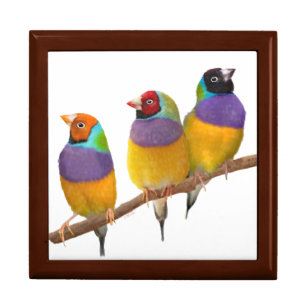 Colorful Gouldian Finches in Pastels Gift Box