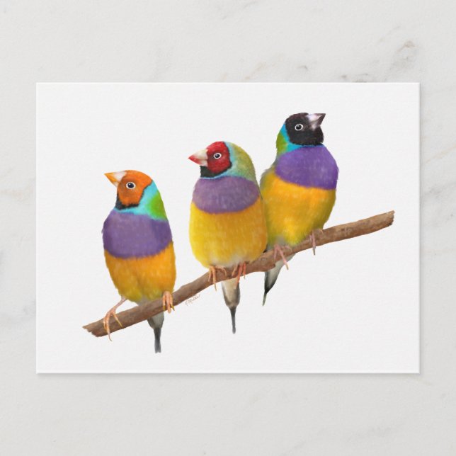 Colorful Gouldian Finches in Pastels Postcard (Front)