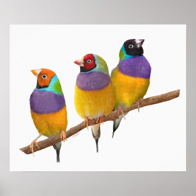 Colorful Gouldian Finches in Pastels Poster (Front)