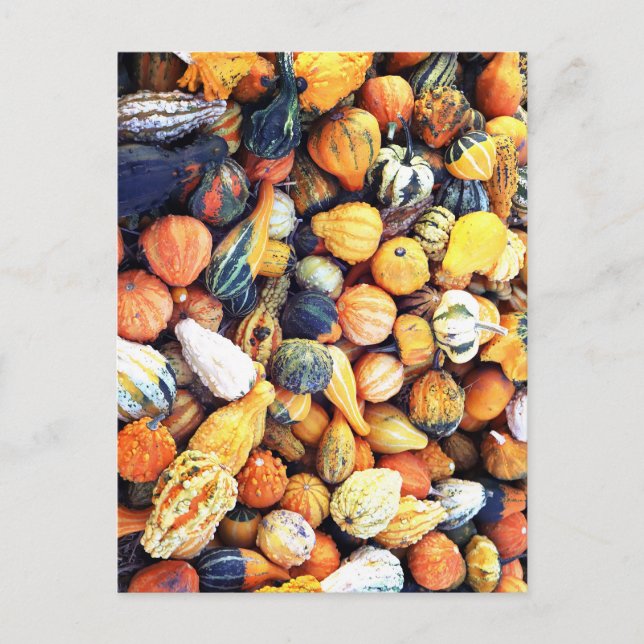 Colorful Gourds C  Postcard (Front)