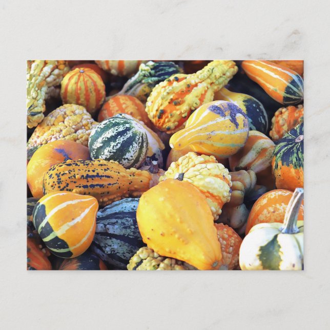 Colorful Gourds Close Up  Postcard (Front)