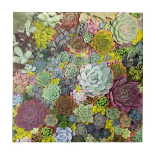 Colorful Greenery Succulents Ceramic Tile