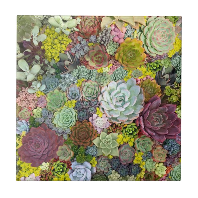 Colorful Greenery Succulents Ceramic Tile (Front)