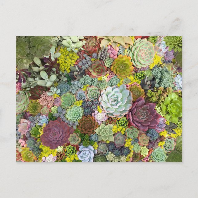 Colorful Greenery Succulents Postcard (Front)