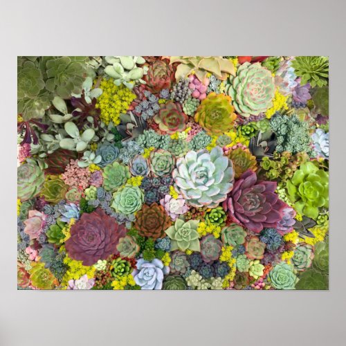 Colorful Greenery Succulents Poster