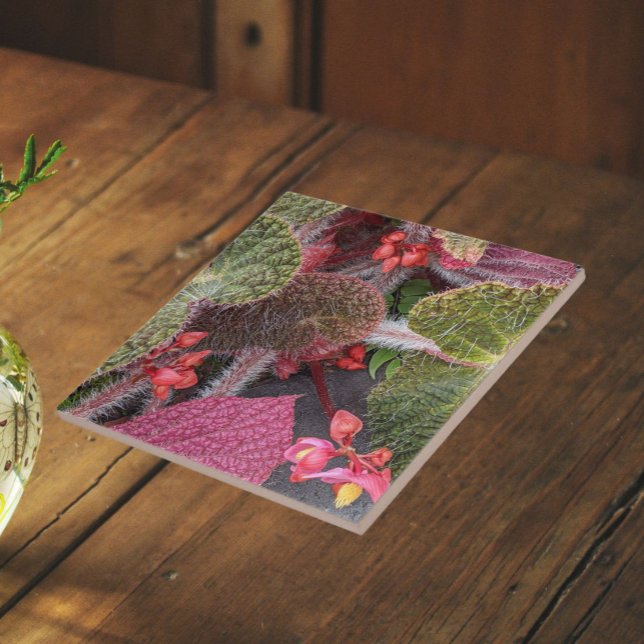 Colorful Hairy Begonia Floral Ceramic Tile (In Situ)