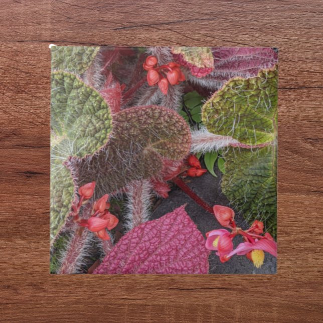 Colorful Hairy Begonia Floral Ceramic Tile (In Situ)