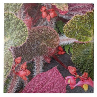 Colorful Hairy Begonia Floral Ceramic Tile