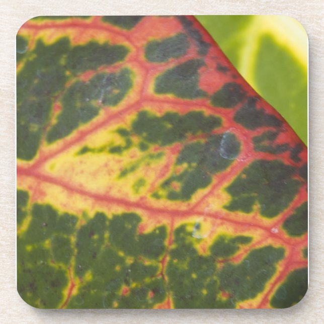 Colorful Hawaiian Plants Coaster (Front)