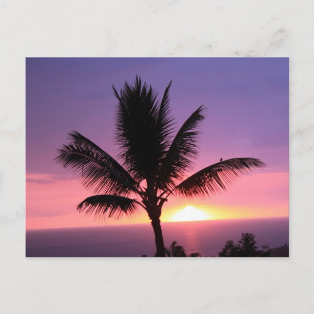 Colorful Hawaiian Sunset and Palm Postcard (Front)