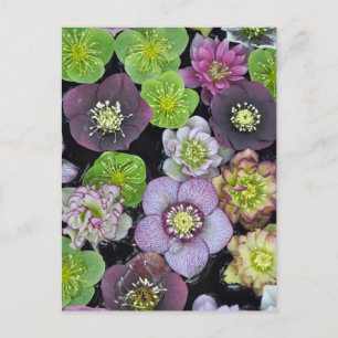 Colorful hellebore flowers postcard