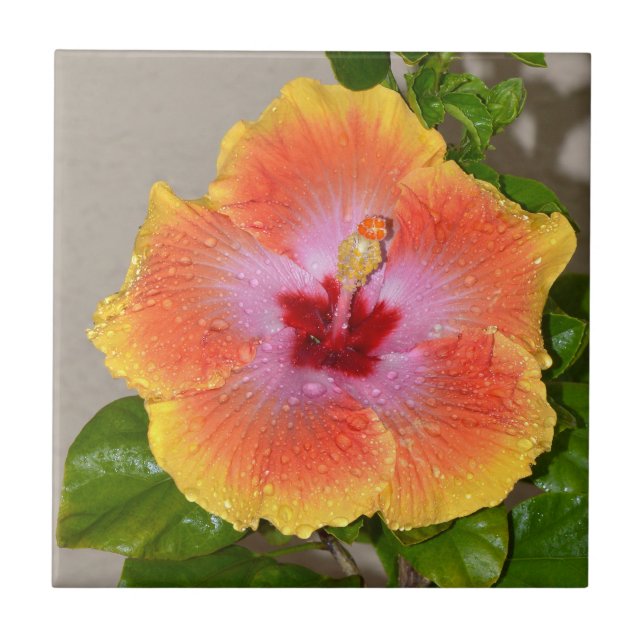 Colorful Hibiscus Flower Ceramic Tile (Front)