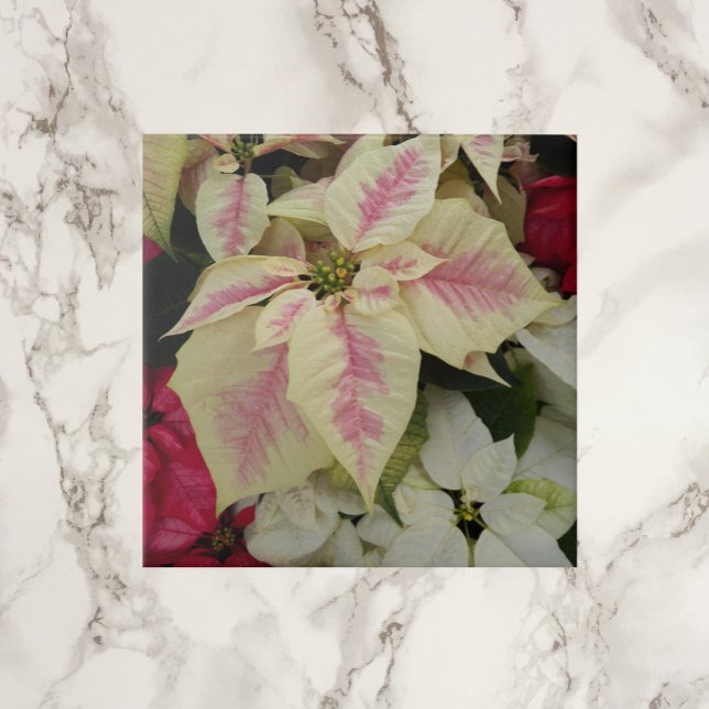 Colorful Holiday Poinsettias Floral Ceramic Tile (In Situ)