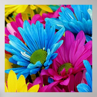 Colorful Hot Pink Teal Blue Gerber Daisies Flowers Poster