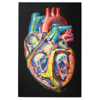 colorful human heart anatomy abstract art