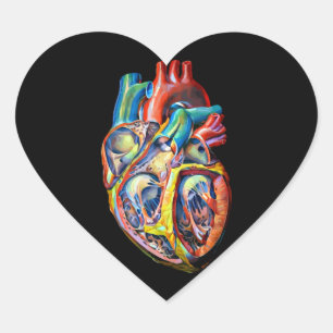 colorful human heart anatomy abstract art heart sticker