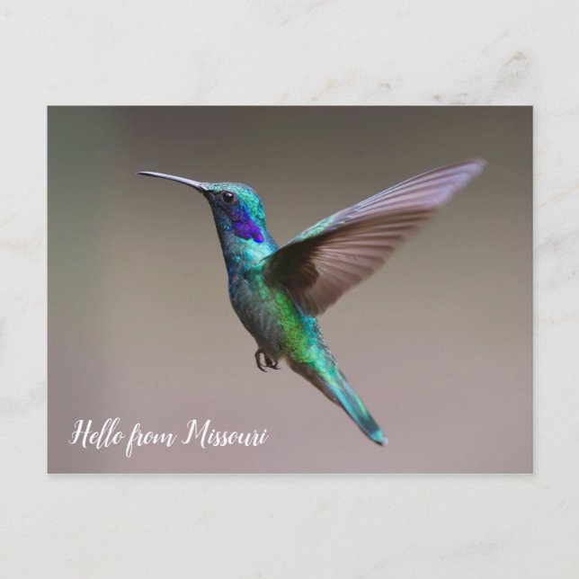 Colorful Hummingbird Custom State Postcard (Front)