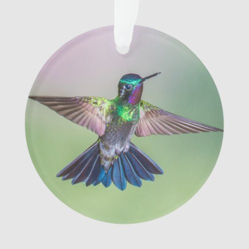 Colorful Hummingbird Flying Name Ornament
