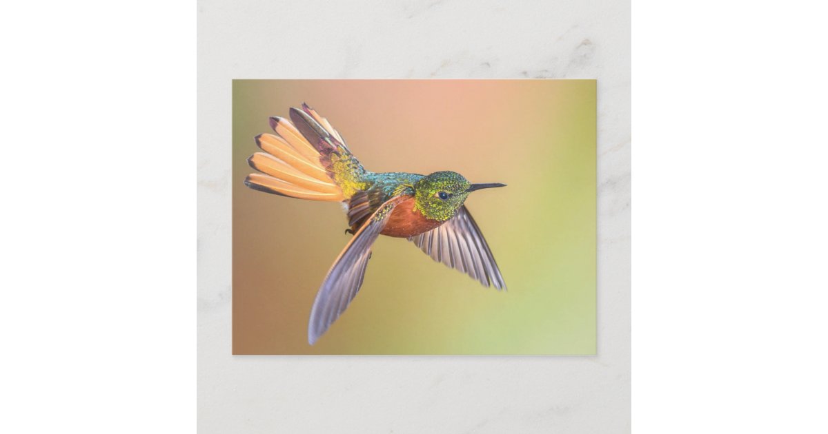 Colorful Hummingbird Flying Postcard | Zazzle