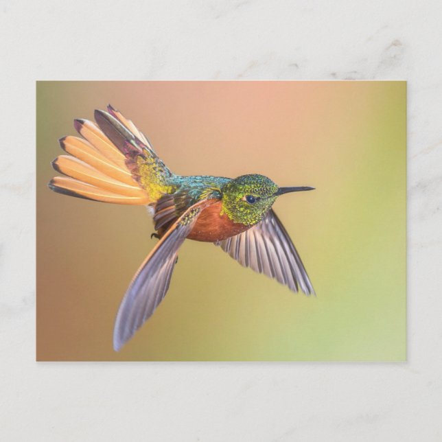 Colorful Hummingbird Flying Postcard (Front)
