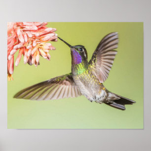 Colorful Hummingbird Flying to a Flower Poster