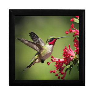 Colorful Hummingbird Gift Box