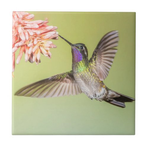 Colorful Hummingbird in Flight Ceramic Tile