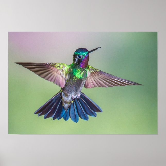Colorful Hummingbird in Flight Poster (Front)