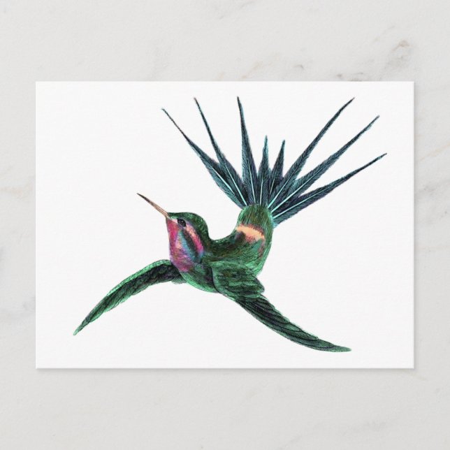 Colorful Hummingbird Postcard (Front)