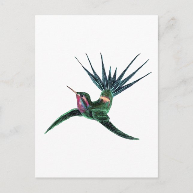 Colorful Hummingbird Postcard (Front)