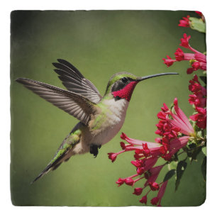 Colorful Hummingbird Trivet