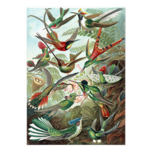 Colorful Hummingbirds by Ernst Haeckel Poster