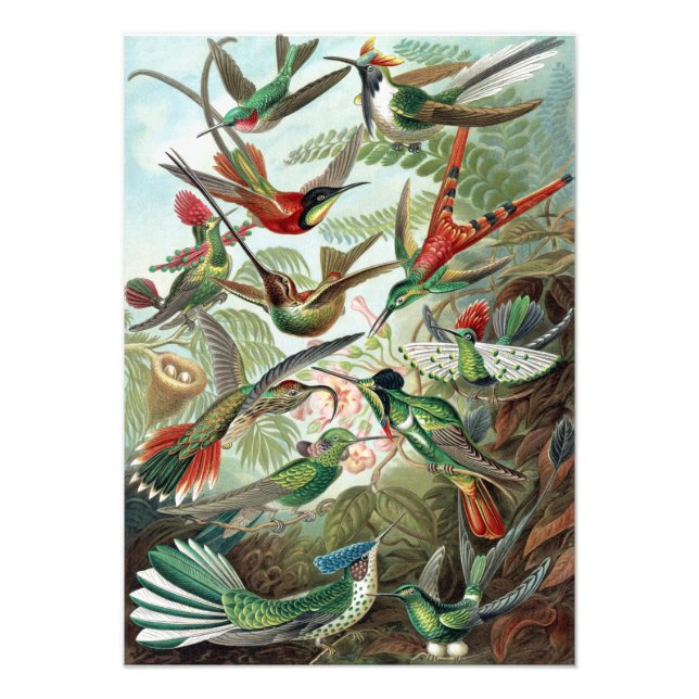Colorful Hummingbirds by Ernst Haeckel Poster (Front)