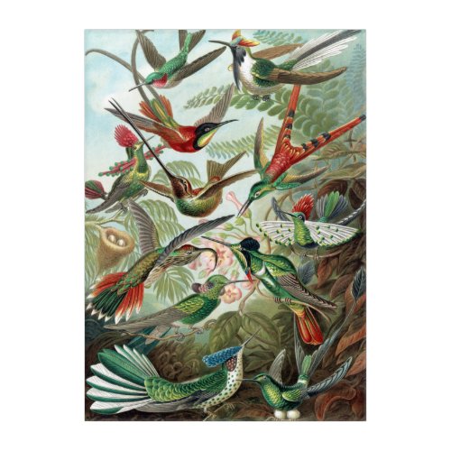 Colorful Hummingbirds by Ernst Haeckel Poster Acrylic Print