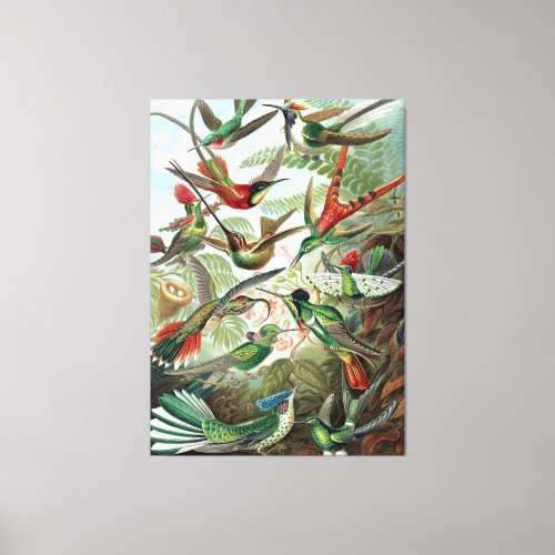 Colorful Hummingbirds by Ernst Haeckel Poster Canvas Print