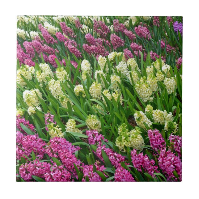 Colorful hyacinth flower garden tile (Front)