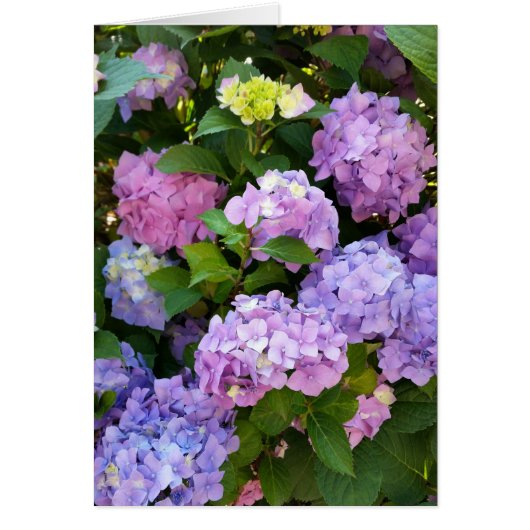colorful hydrangea cards (Front)
