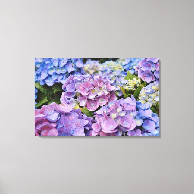 Colorful Hydrangea Flowers Photographic Art Canvas Print (Front)