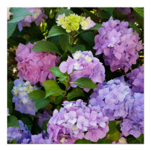 colorful hydrangea poster