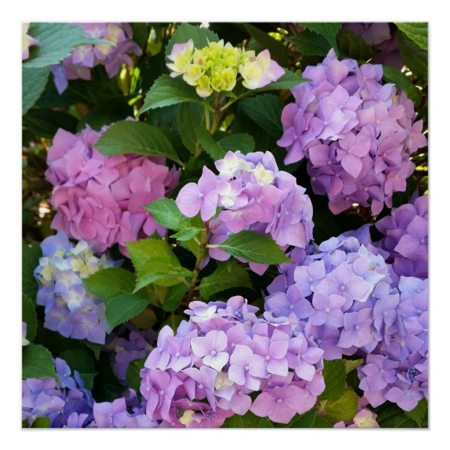 colorful hydrangea poster (Front)