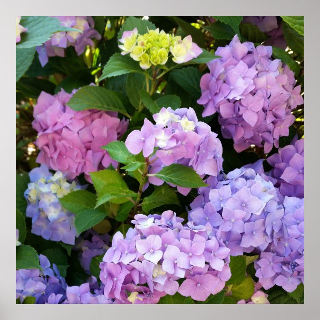 colorful hydrangea poster (Front)