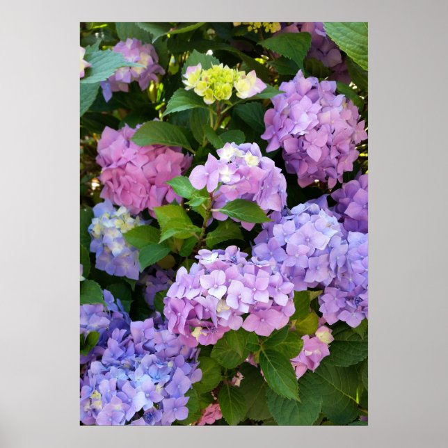 colorful hydrangea poster (Front)
