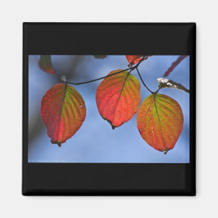 Colorful Illuminated Autumn Leaves Trio Magnet