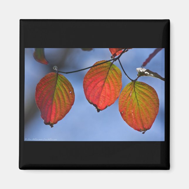 Colorful Illuminated Autumn Leaves Trio Magnet (Front)