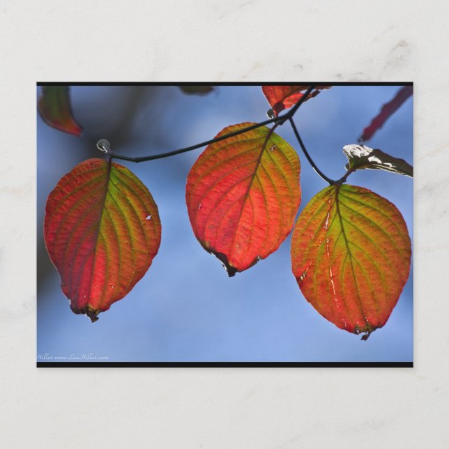 Colorful Illuminated Autumn Leaves Trio Postcard (Front)