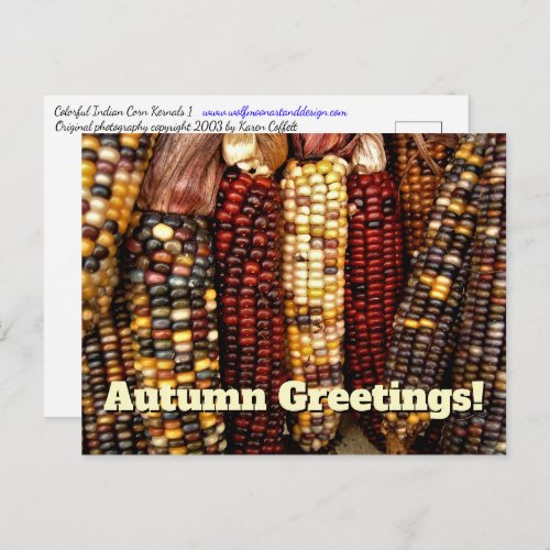 Colorful Indian Corn Kernels Photo Postcard