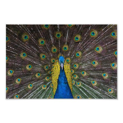 Colorful Indian peacock tail feathers open front Photo Print
