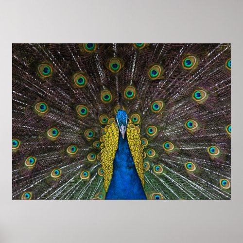 Colorful Indian peacock tail feathers open front Poster
